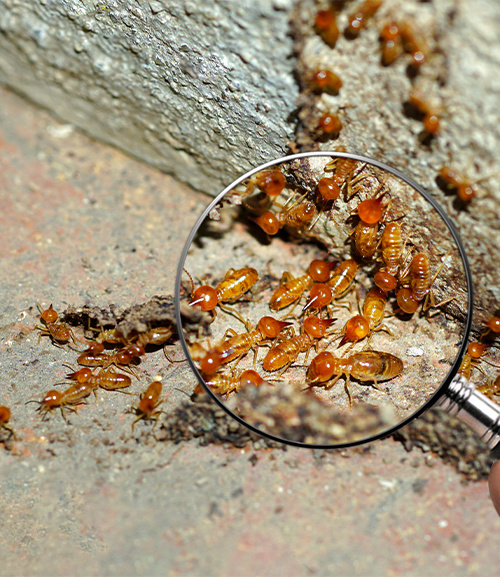  Termite Attorney Boiling Springs, SC