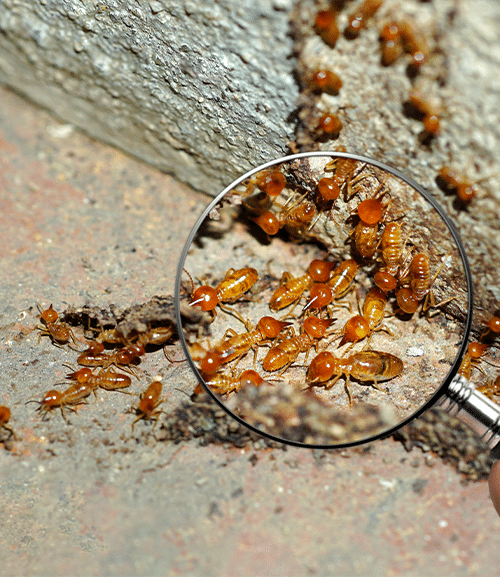  Termite Attorney Kiawah Island, SC