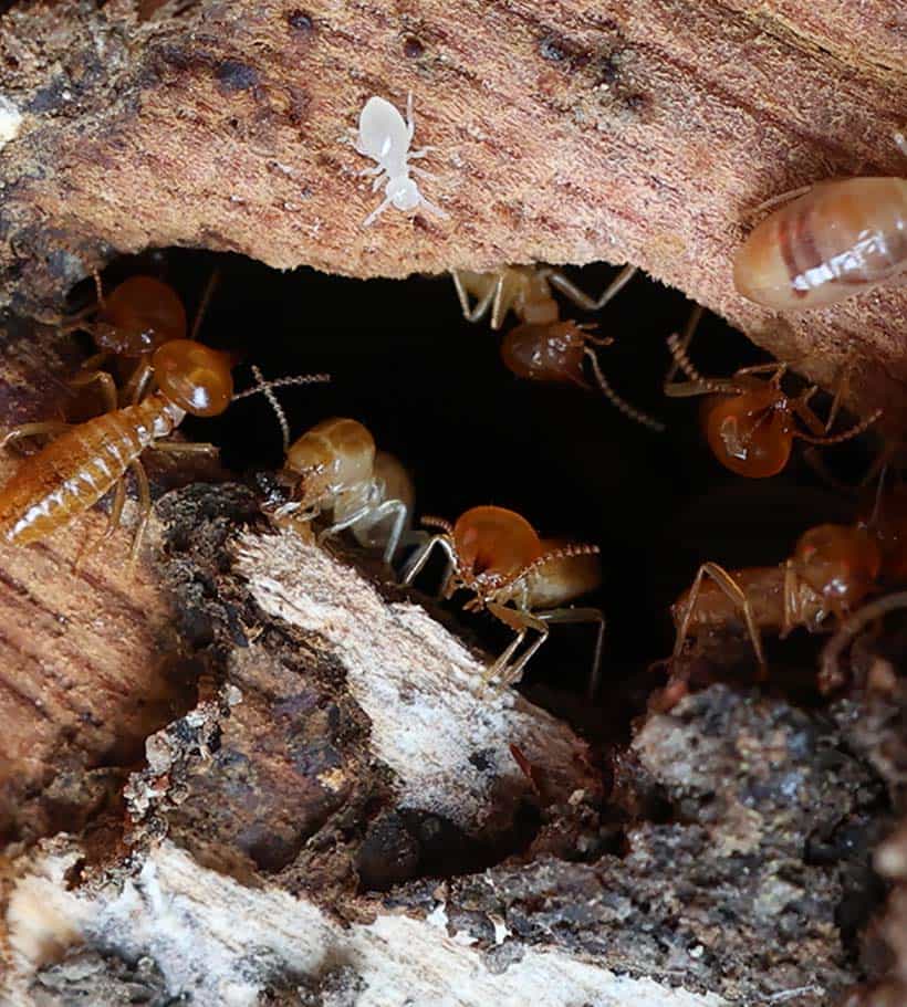 Termite Lawyer Campobello, SC